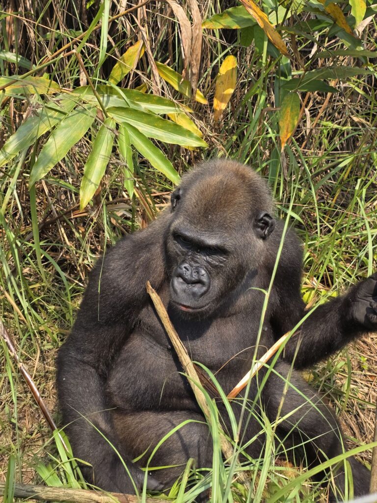 gorilla republic of the congo lesio louna